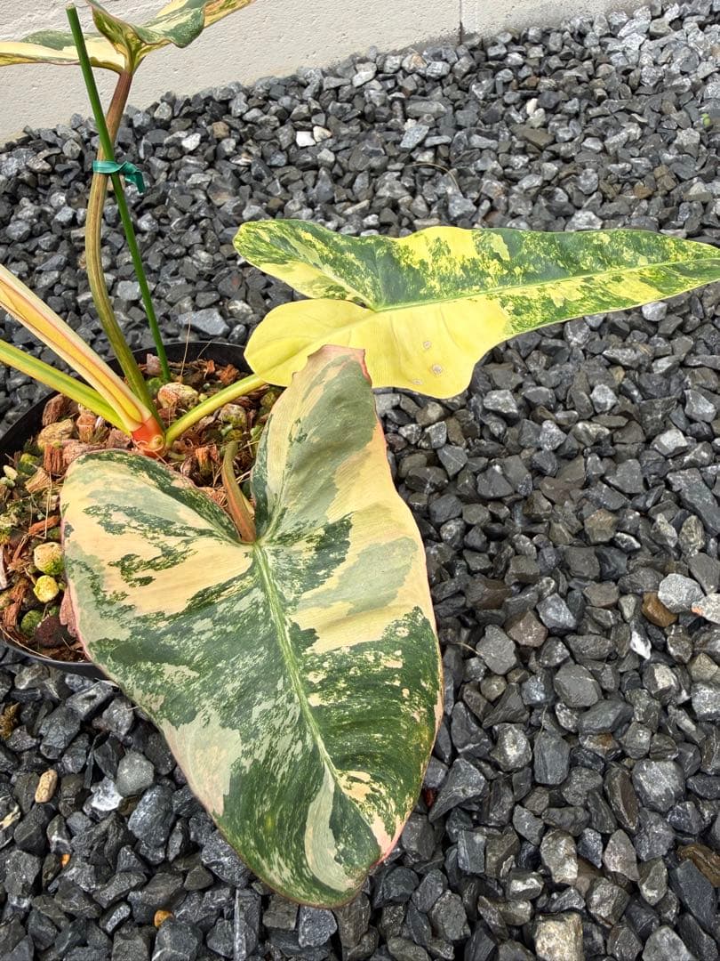 超絶希少 フィロデンドロン　ジェニファー斑入り