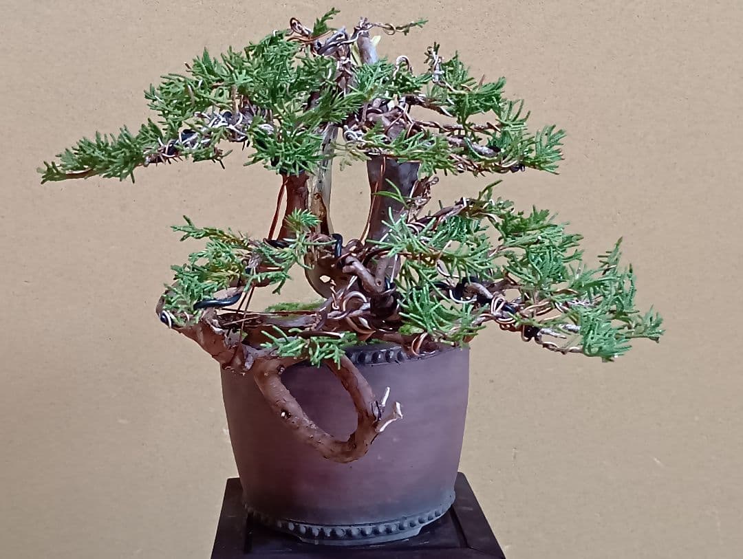 糸魚川真柏‼️値下げ‼️