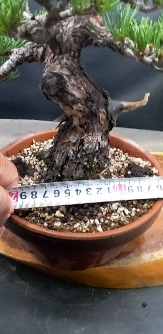 貴風盆栽五葉松
