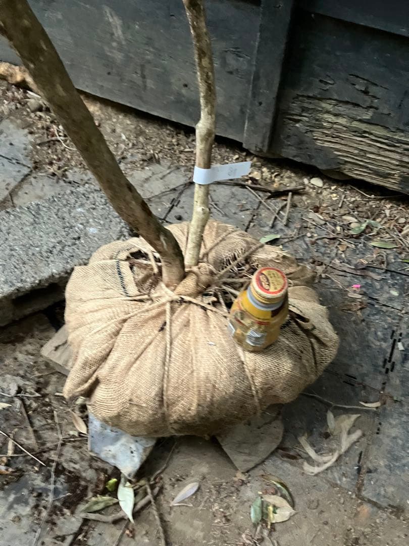 81 山採り　アセビ