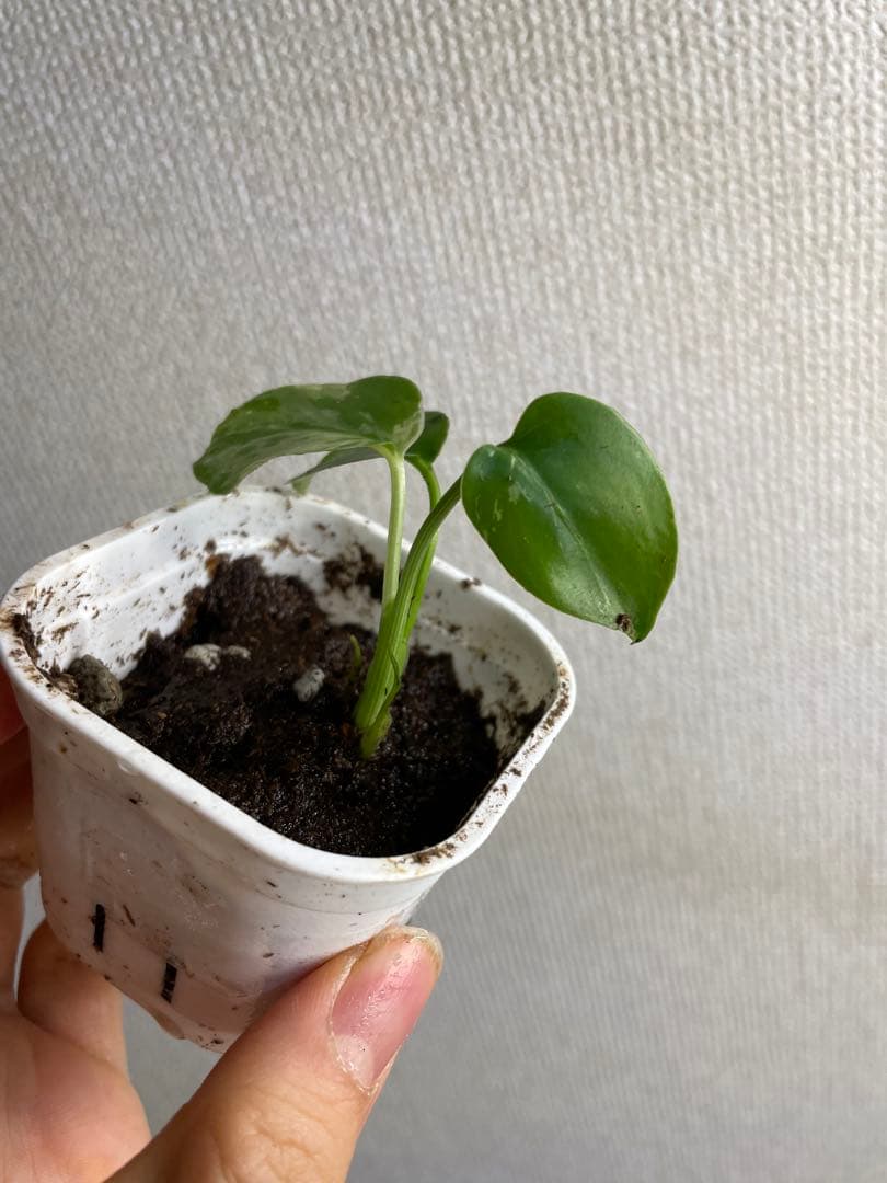 あ*ん様 モンステラ　デリシオーサ　バルバソー