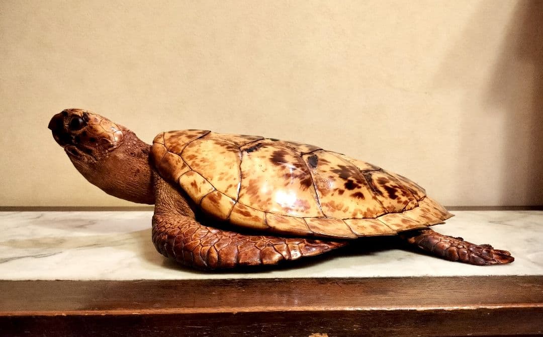 うみがめ科　剥製　国際希少野生動植物種登録標あり　（※ただ今値下げ中）