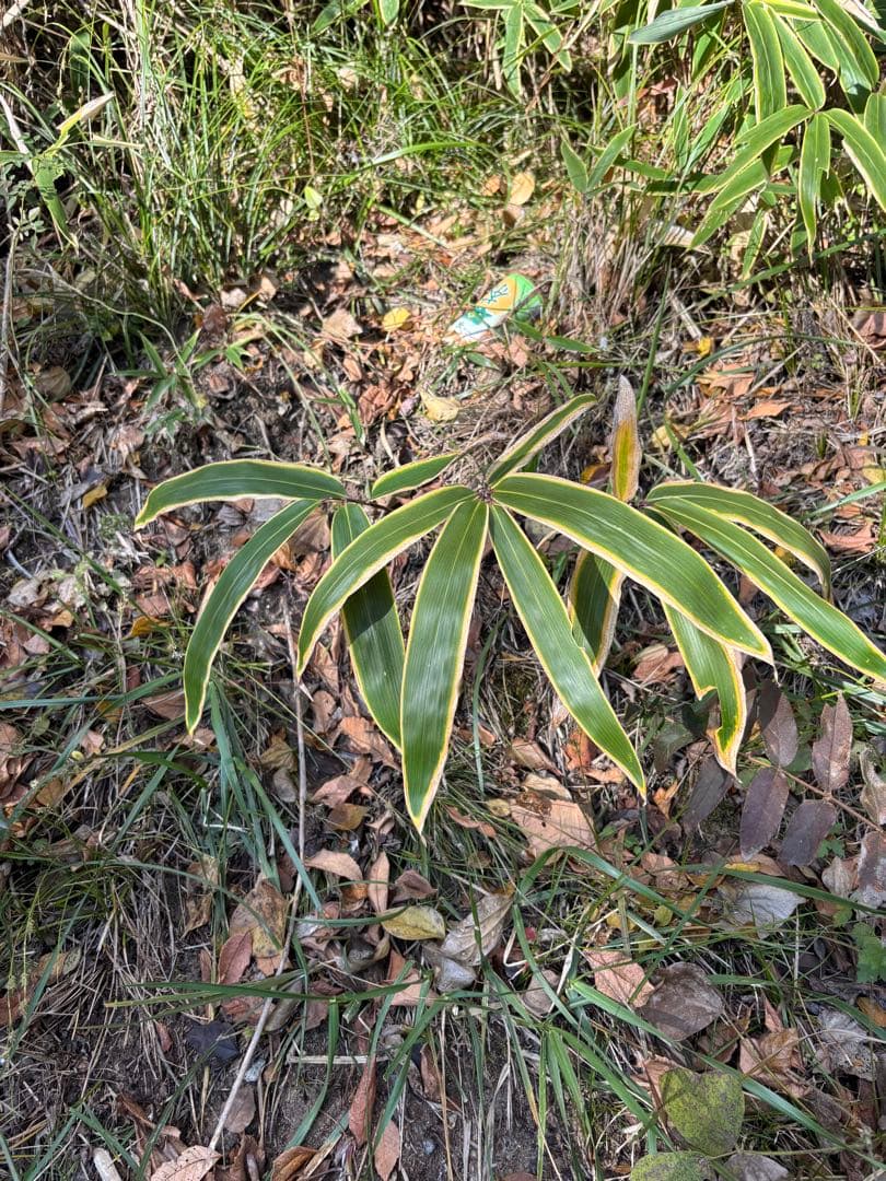 熊笹　クマザサ　450枚　門松