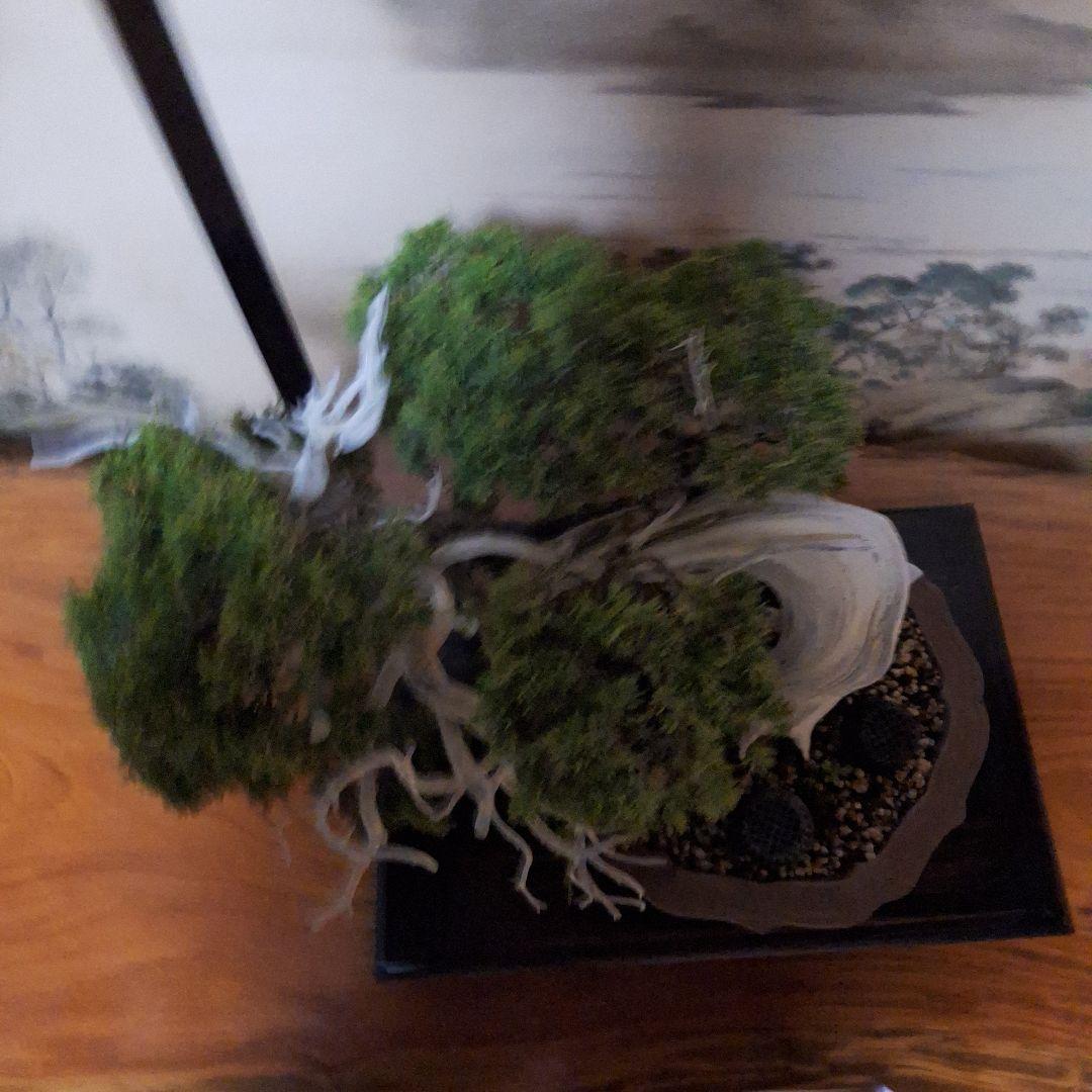 糸魚川真柏　創作盆栽　タヌキ　松　真柏