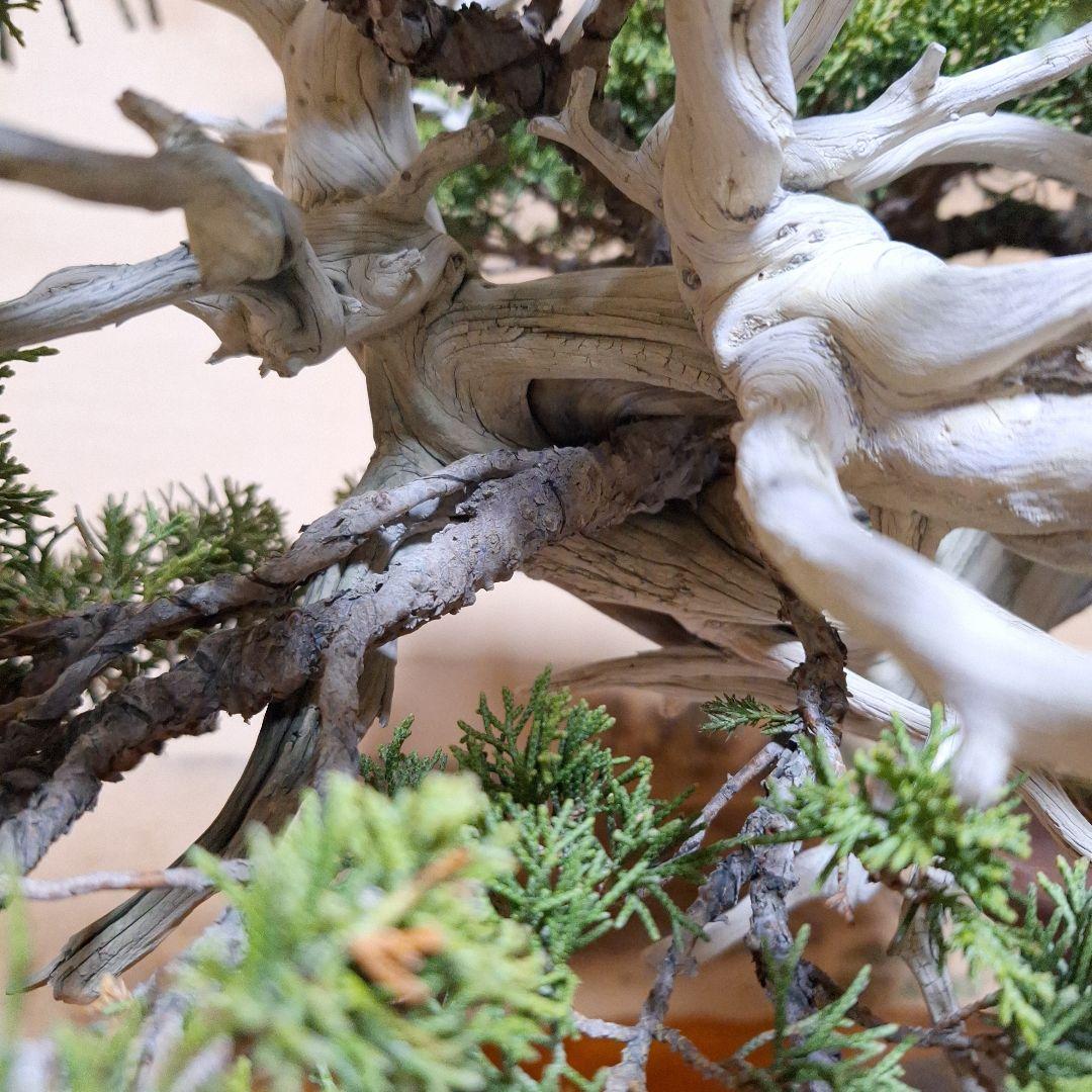 糸魚川真柏　創作盆栽　タヌキ　松　真柏
