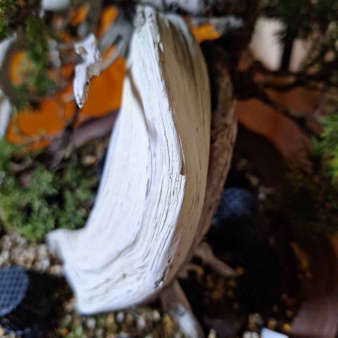 糸魚川真柏　創作盆栽　タヌキ　松　真柏