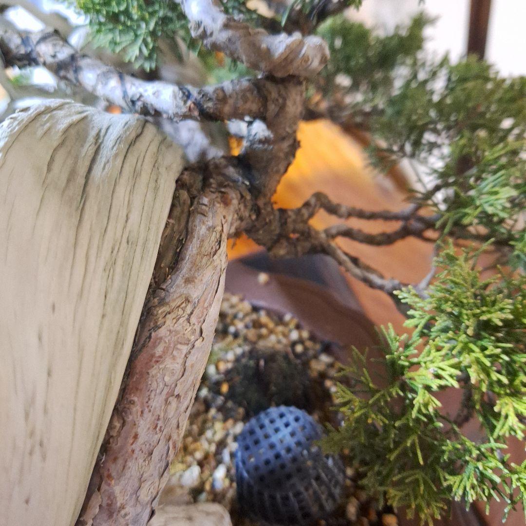 糸魚川真柏　創作盆栽　タヌキ　松　真柏