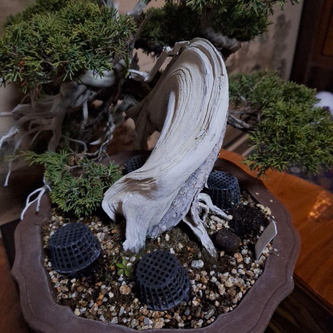 糸魚川真柏　創作盆栽　タヌキ　松　真柏