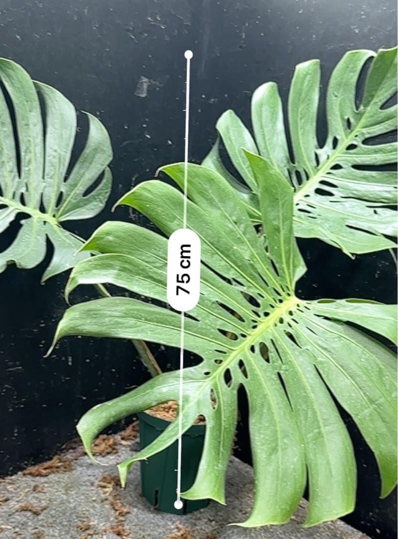 モンステラデリシオーサマクロコズム大型葉希少系統鉢植え高さ75㎝超大株