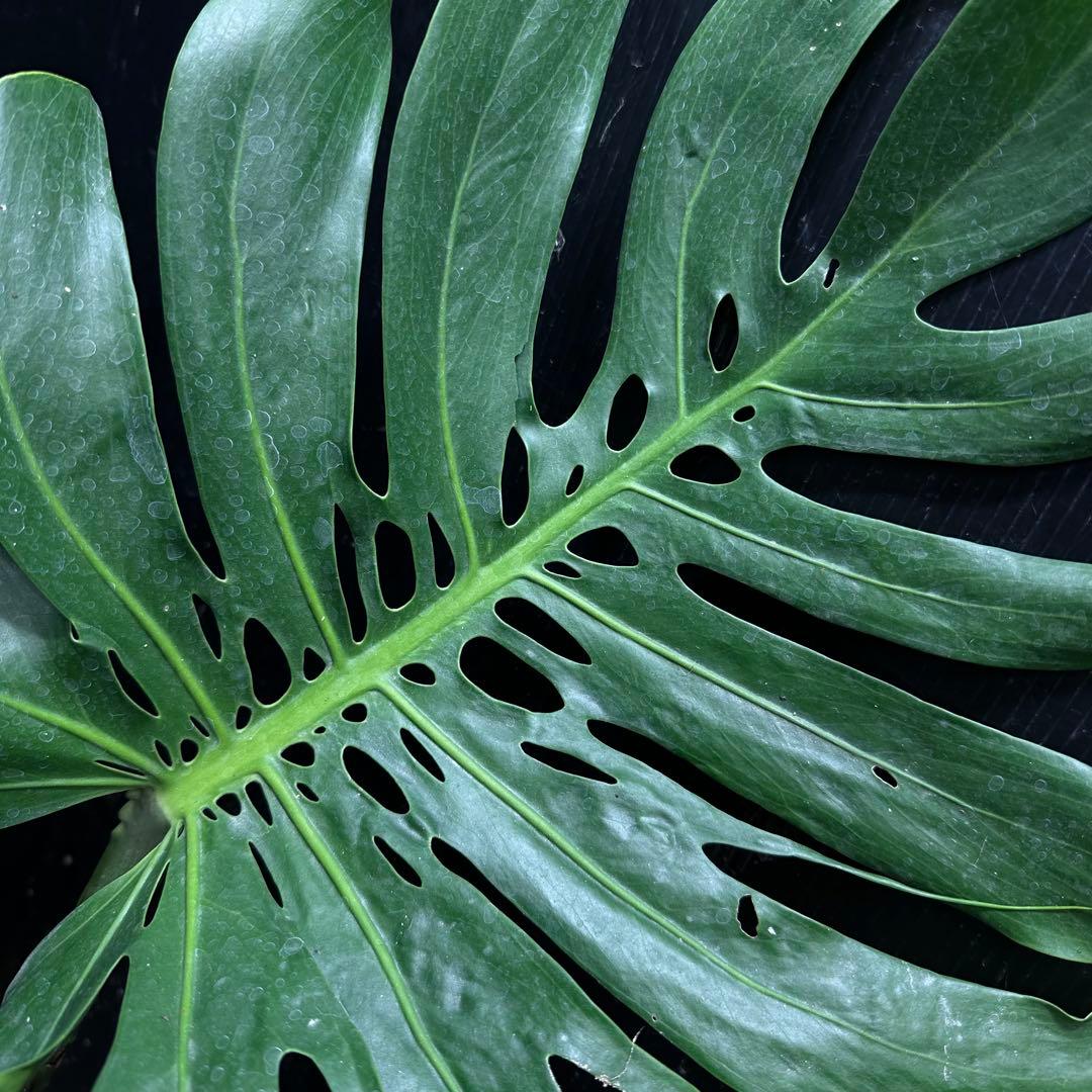 モンステラデリシオーサマクロコズム大型葉希少系統鉢植え高さ75㎝超大株