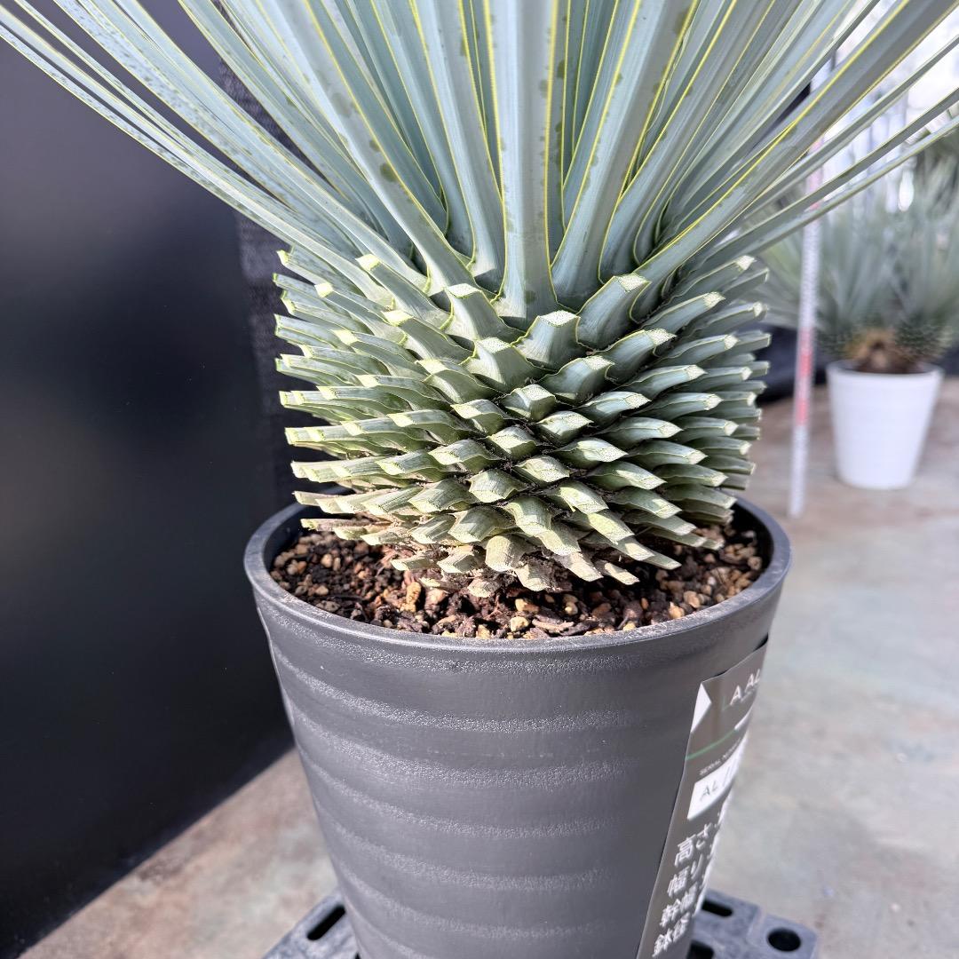 【AL1180】ユッカ　ロストラータ 超ブルー個体　超美形　極太