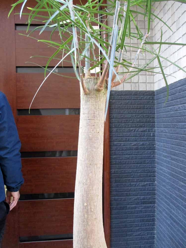 【現品】ボトルツリー（ブラキキトン）ブラキキトン・ルペストリス　13号相当　わA
