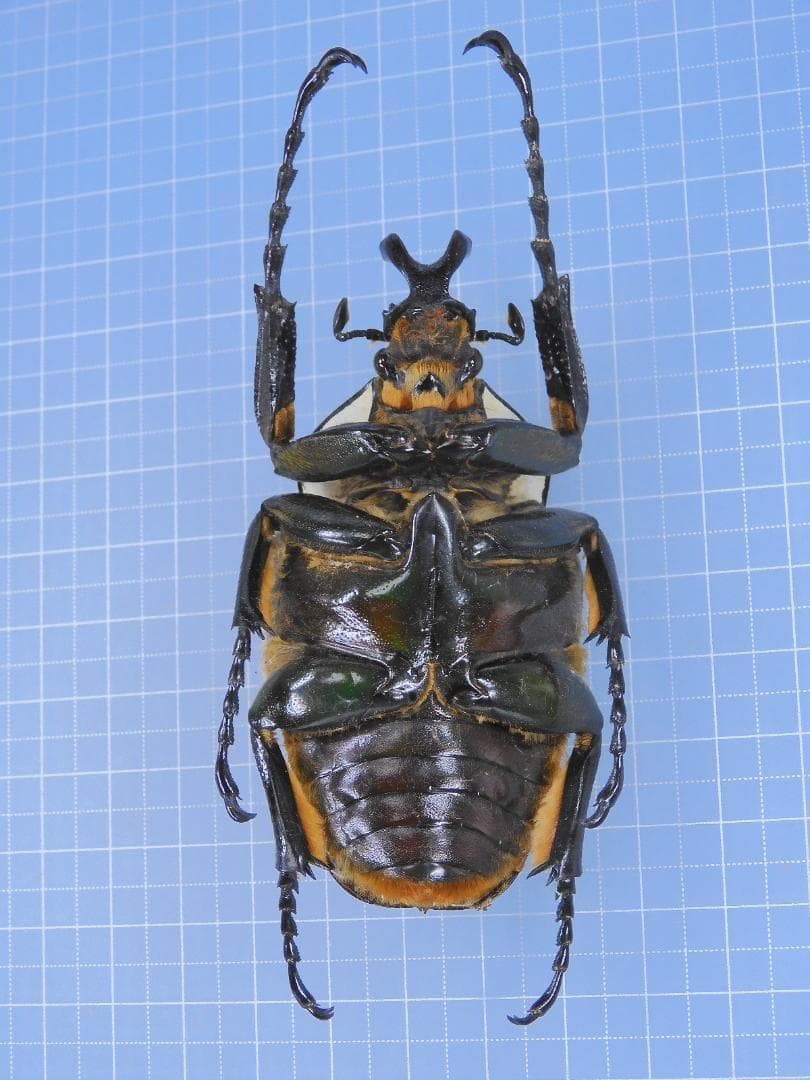標本 Cameroon Goliathus goliathus 79mm