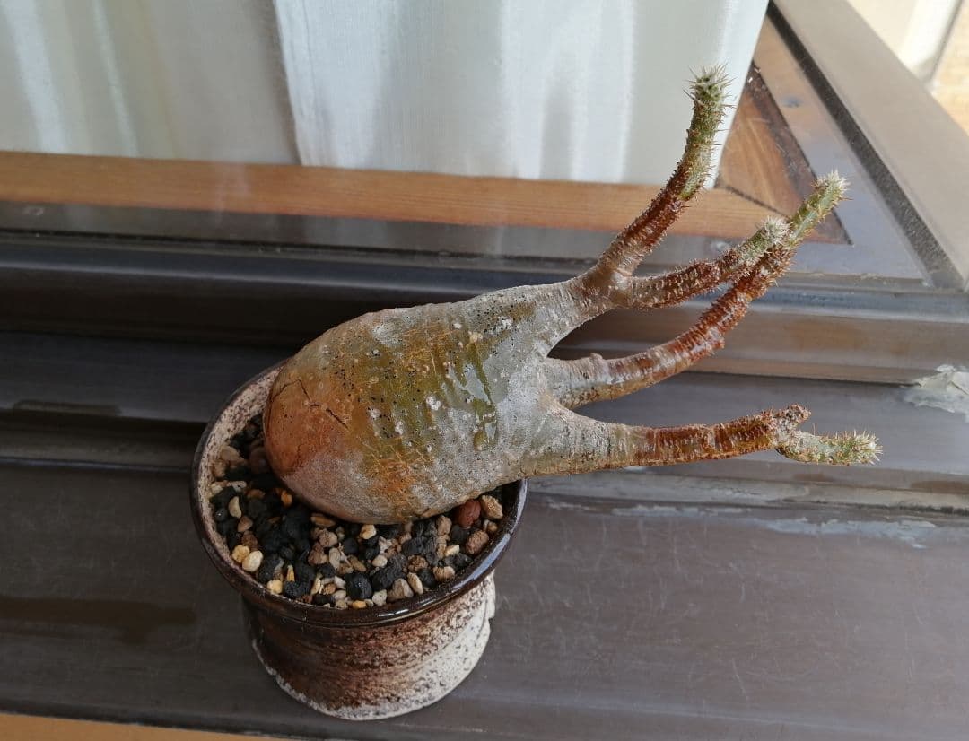 グラキリス現地球 ✮週末セール 2500円引き