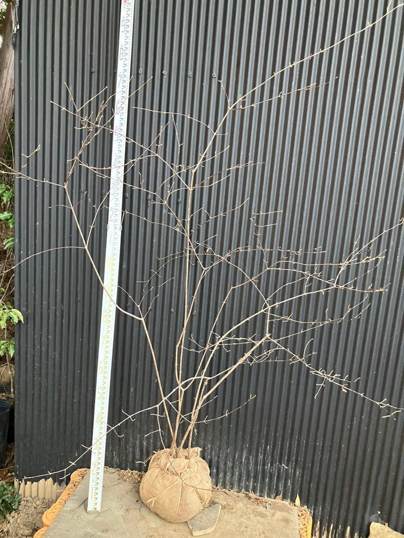 山採り　コバノガマズミ