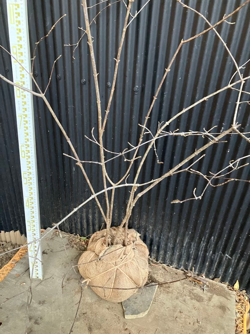 山採り　コバノガマズミ