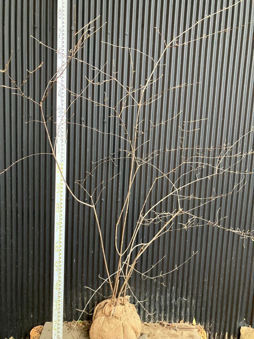 山採り　コバノガマズミ