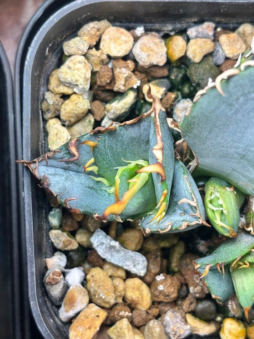 アガベ オテロイ ブルー 子株 強刺 連刺 青葉