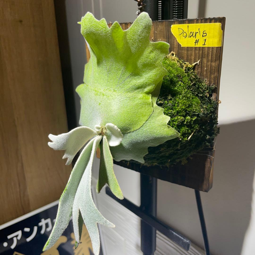 ビカクシダ P.willinckii Polaris ポラリス　子株　#1