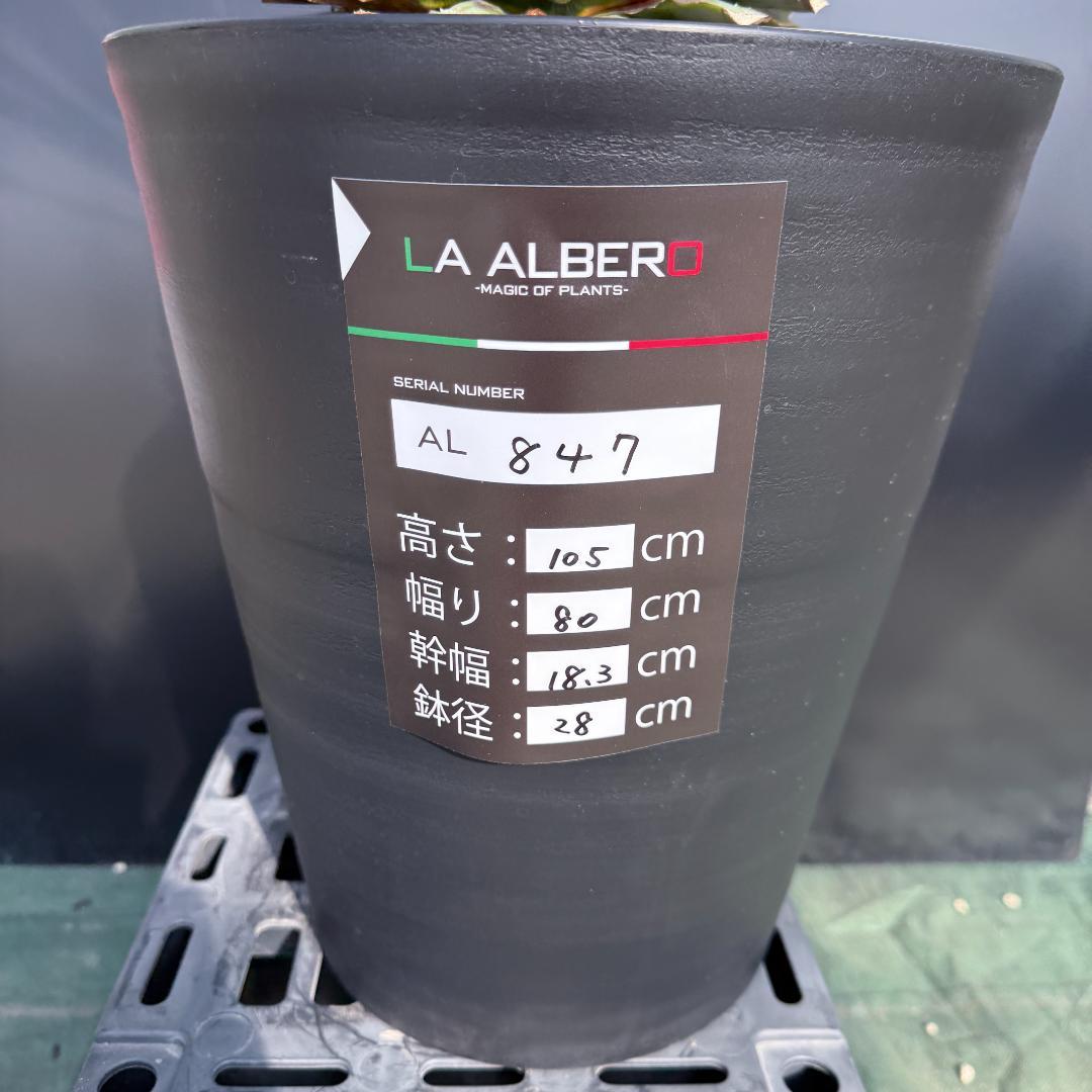 【AL847】ユッカ　リギダ　超ブルー個体　※専用商品