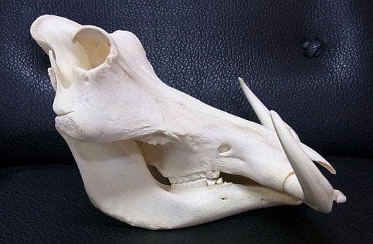 アフリカ便！高品質 イボイノシシ 成獣の頭骨（XLサイズ）※捕獲データ付