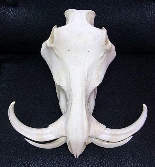 アフリカ便！高品質 イボイノシシ 成獣の頭骨（XLサイズ）※捕獲データ付