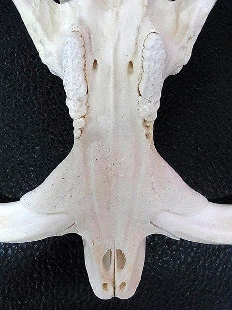 アフリカ便！高品質 イボイノシシ 成獣の頭骨（XLサイズ）※捕獲データ付