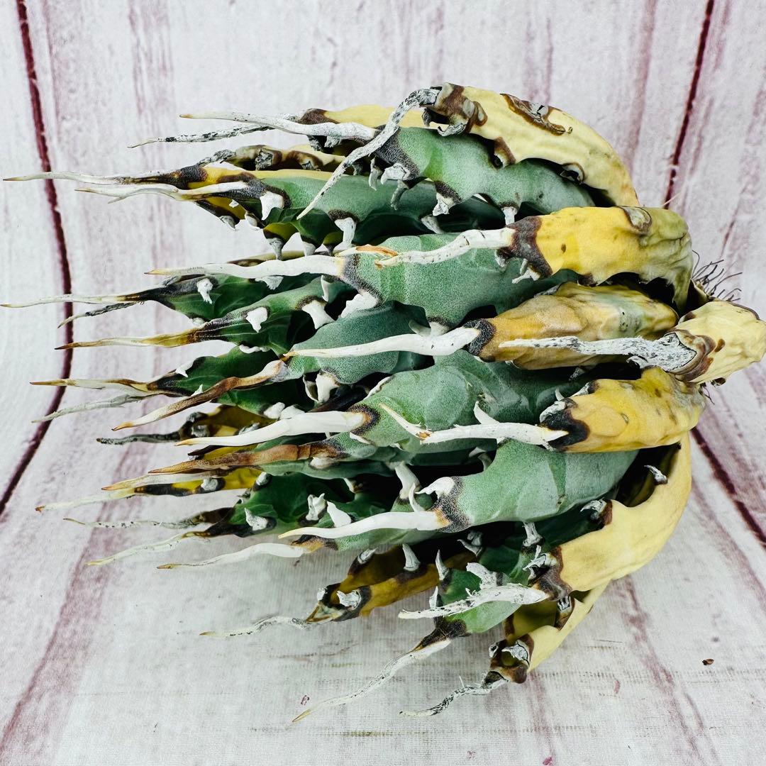 ⑩ アガベ ユタエンシス エボリスピナ 変禾　陽炎