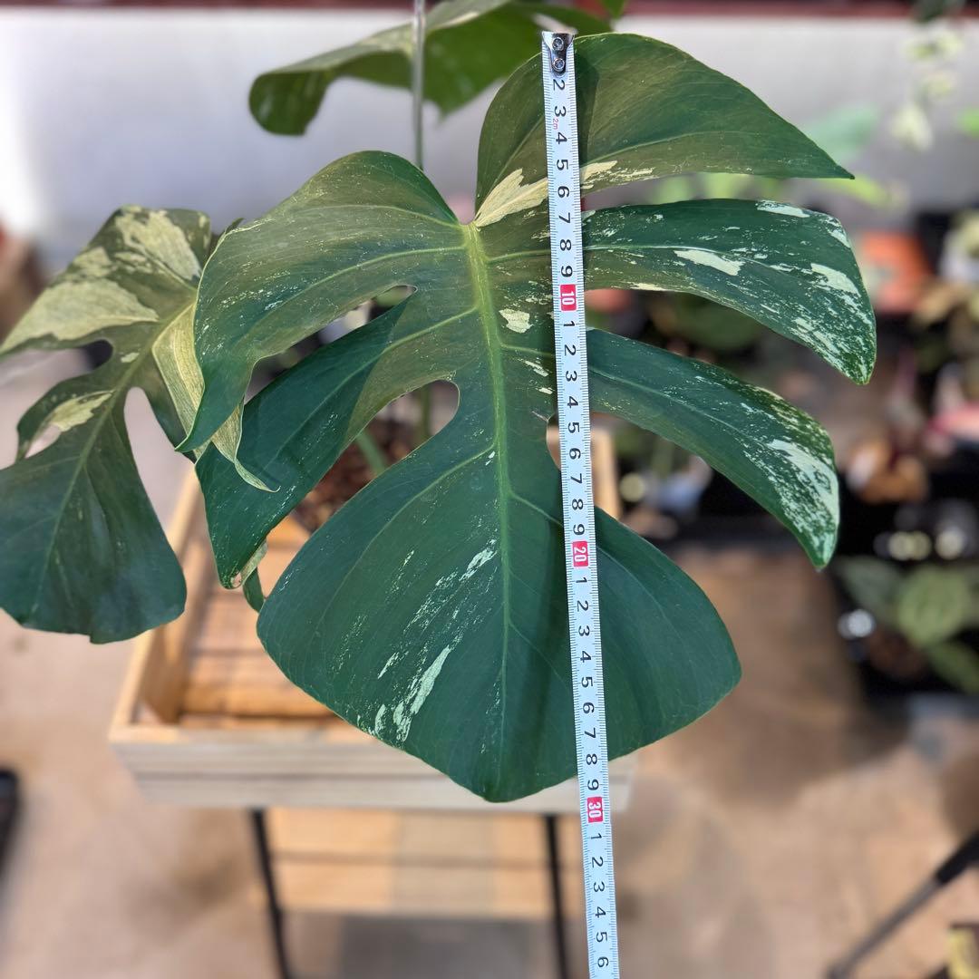 92 モンステラ　デリシオーサ×ボルシギアナ　ハイブリッド　ミント