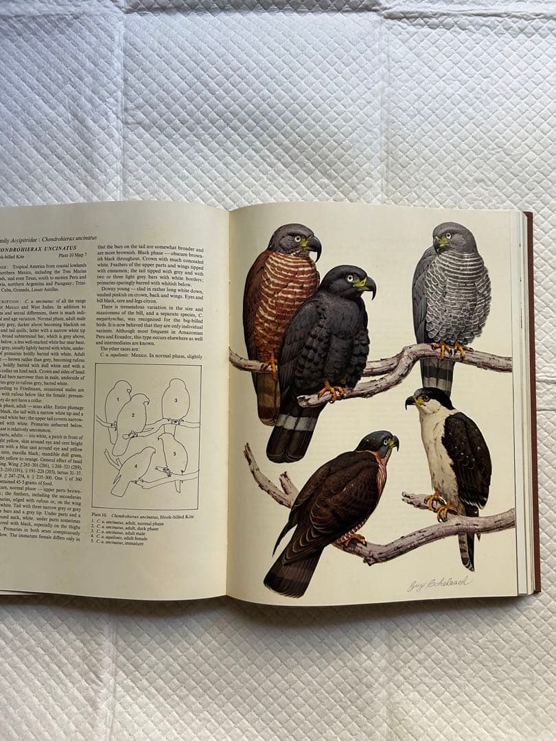 洋書 Eagles Hawks and Falcons of the World