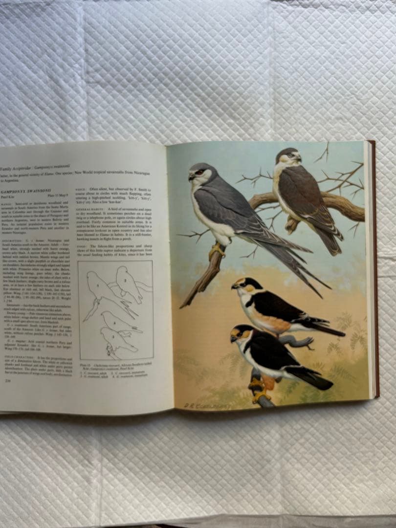 洋書 Eagles Hawks and Falcons of the World