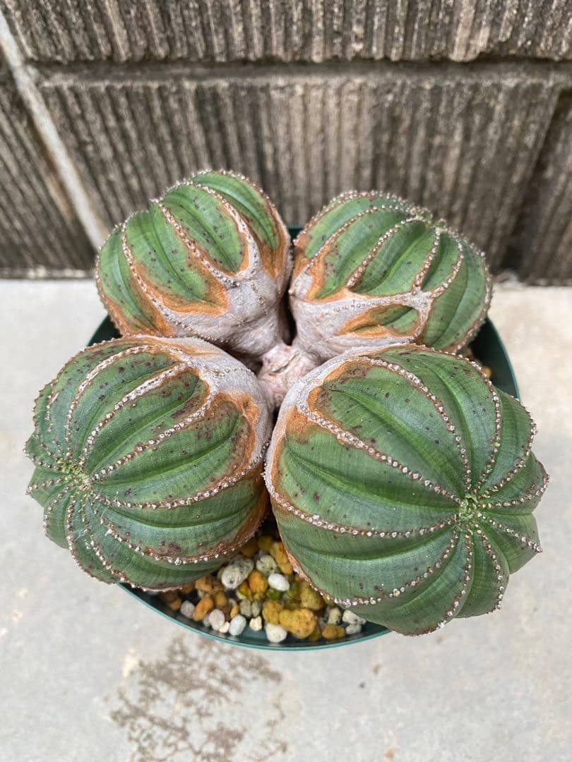 オベサ　厳選　コレクション株　4頭　白質　木質化