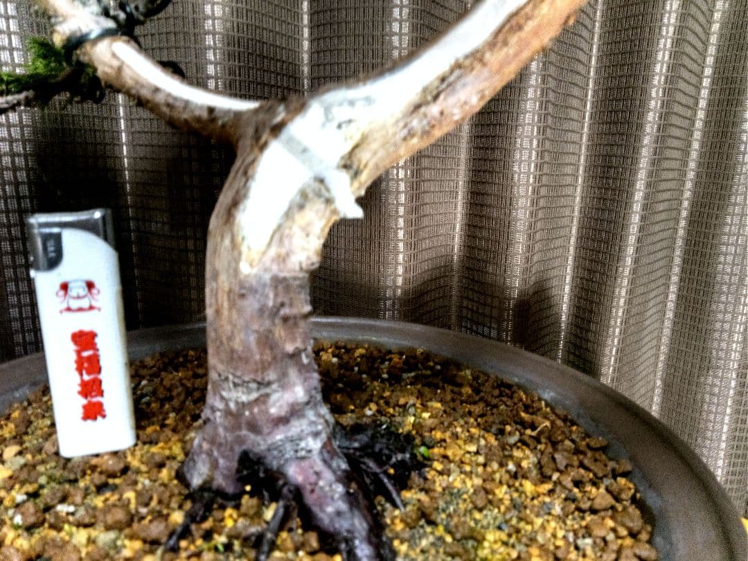 【樹高40㎝ 黄金真柏盆栽】　　★新春限定価格2026-2末★