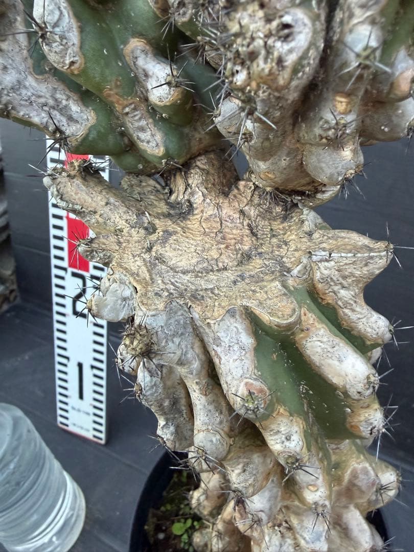 特大　岩石獅子　岩石柱　柱サボテン　約80cm