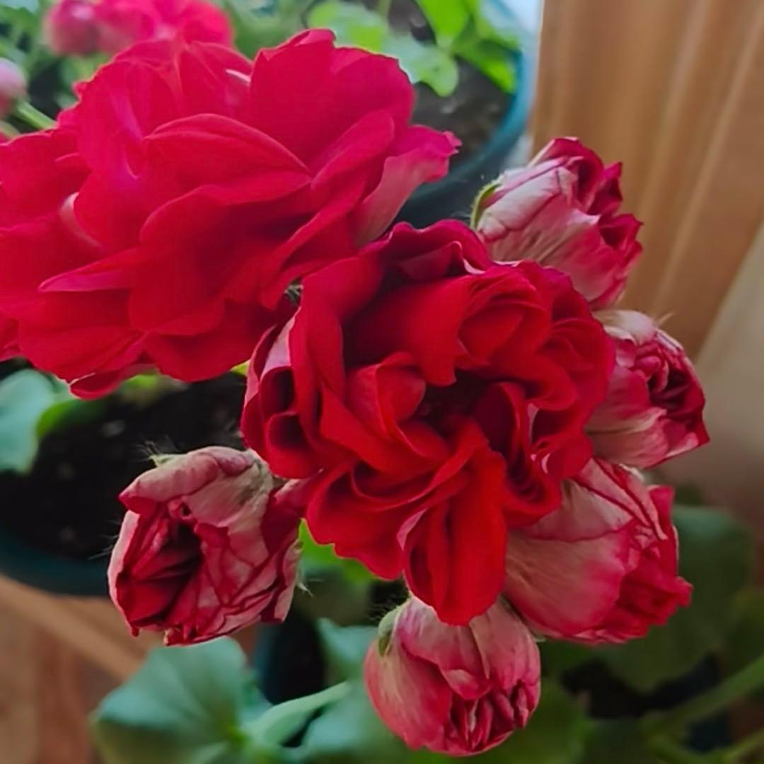 赤バラ咲ゼラニウム　希少品種ゼラニウム　レア品種ゼラニウム CI01