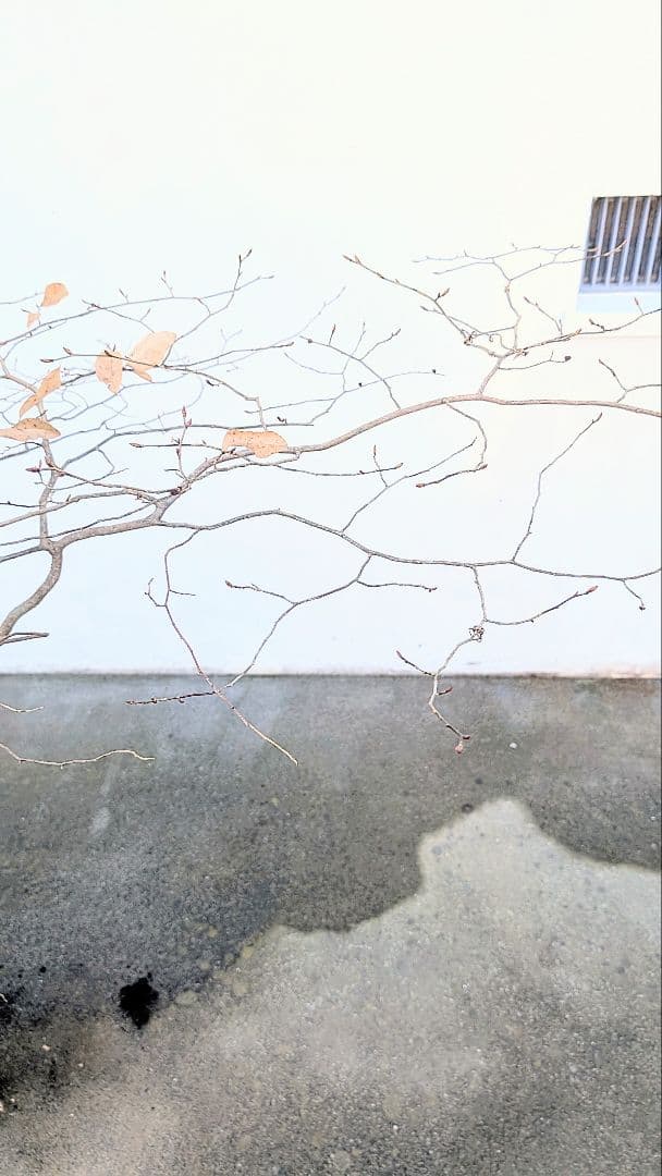 唯一。山採りヤマコウバシ。