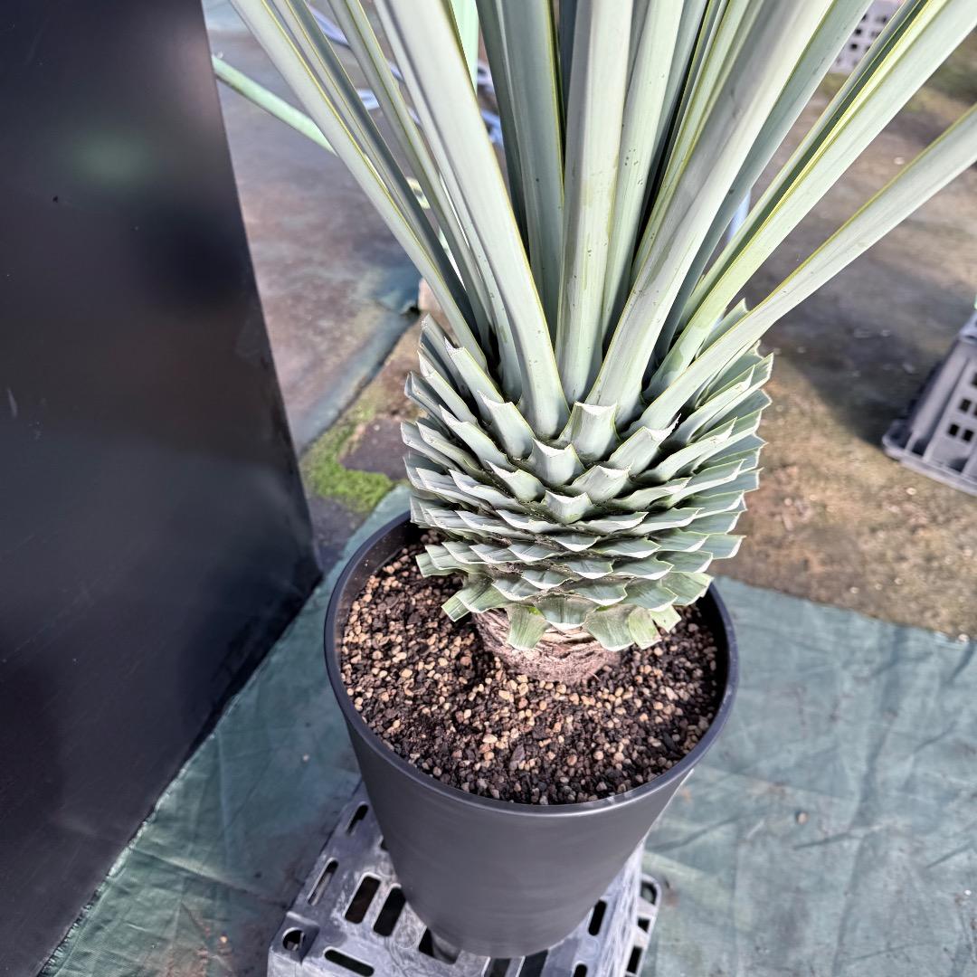 P*W様 【AL1127】ユッカ　リギダ