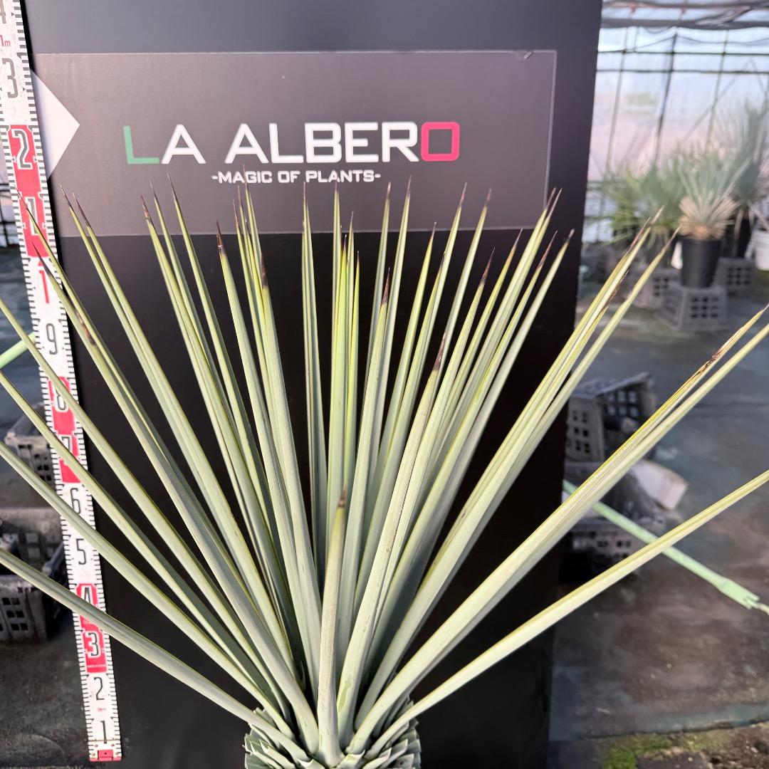 P*W様 【AL1127】ユッカ　リギダ