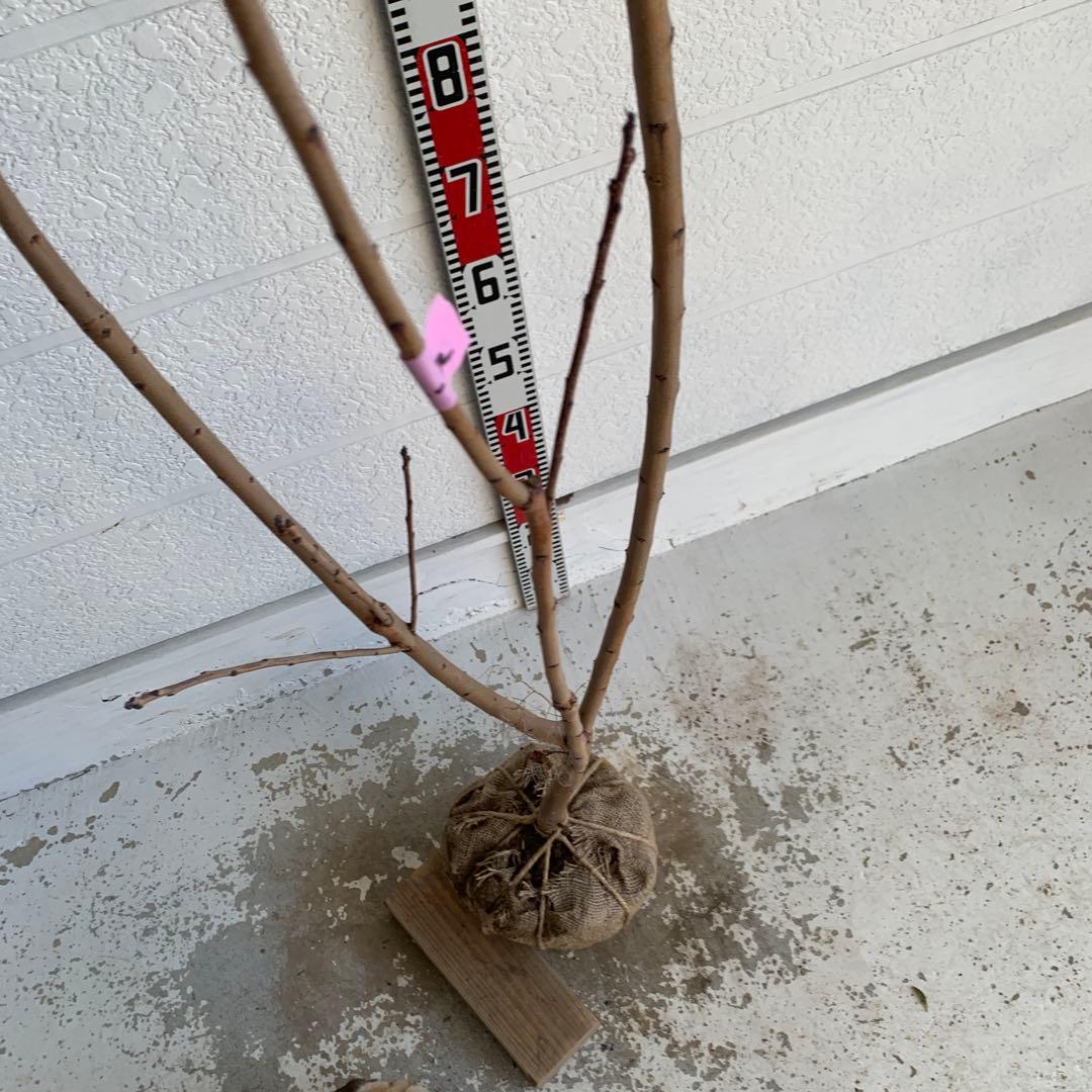 スモークツリー　グレース　雌株　煙の木　苗木　花木　59