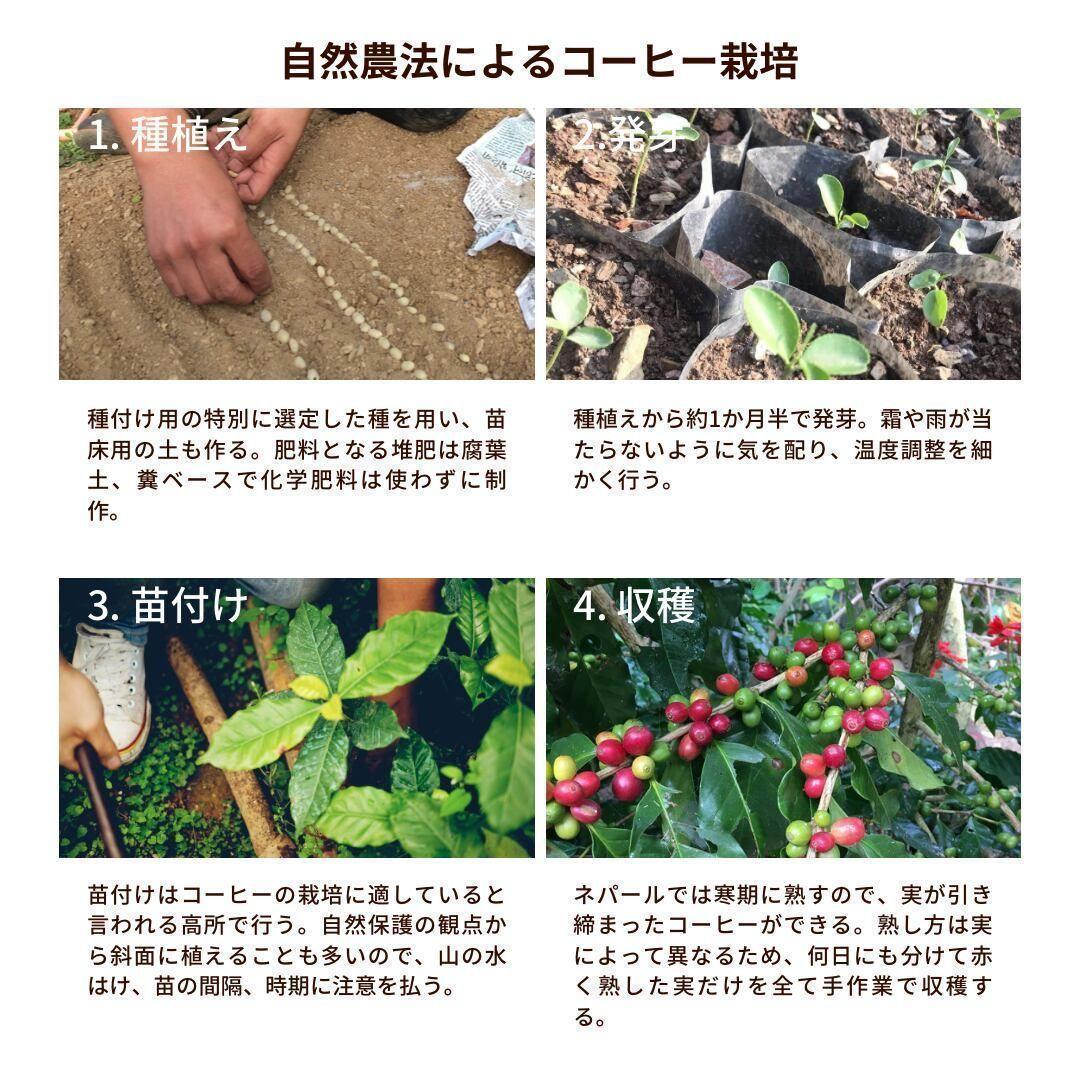 ★オーガニックコーヒー アメリカン フェアトレード 1kg コーヒー豆 ネパール
