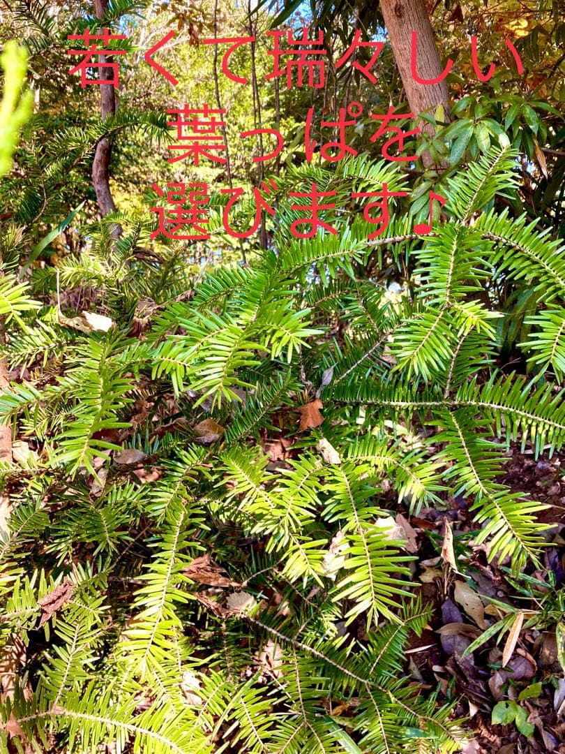 野生のワイルドなもみの木さん＊ネコポス【クリスマス花材＊ブーケ】樅の木＊柊＊万両