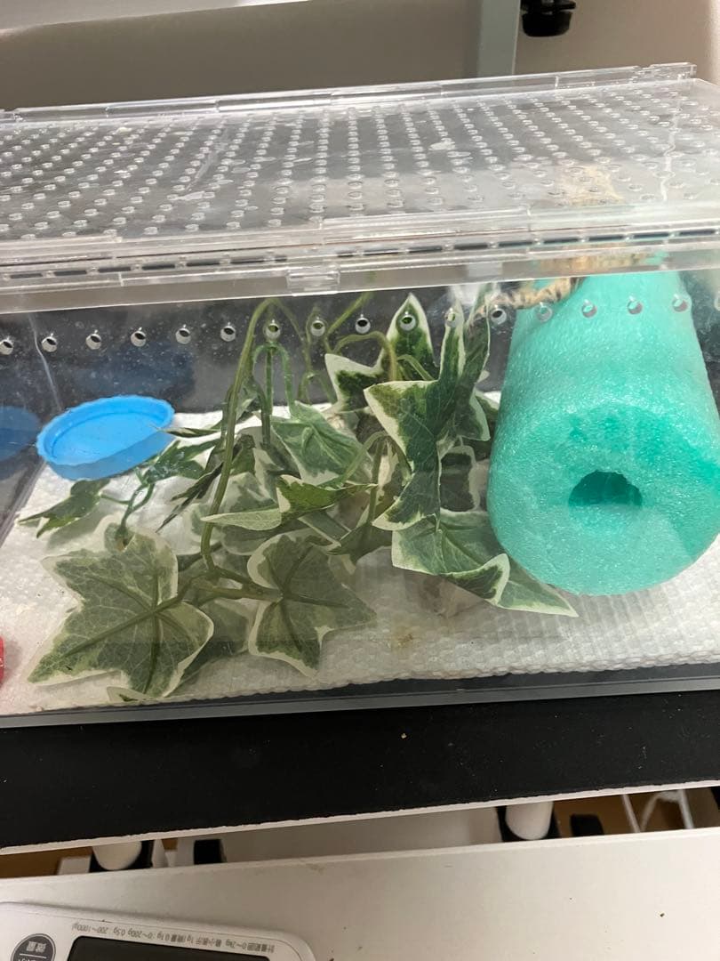 【新品未使用】爬虫類ケージ　ゲージ　アクリル　マグネット　スライド式 4box