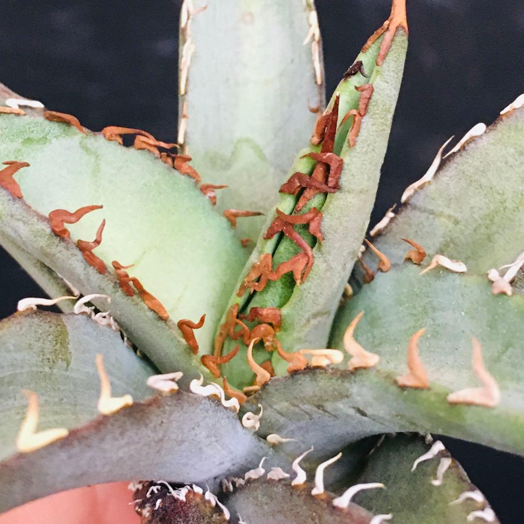 【高騰品種】1 白銀金剛 極上白棘 アガベチタノタ SilverKingKong