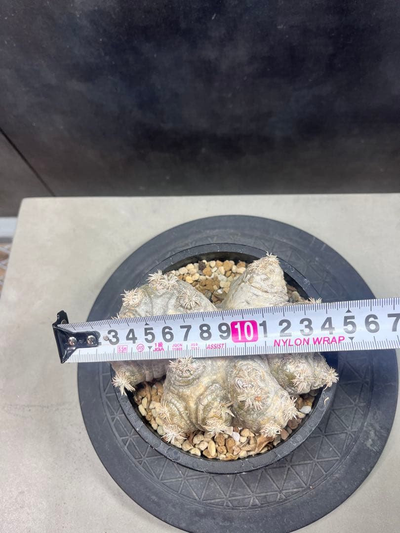 パキポディウム ブレビカウレB1