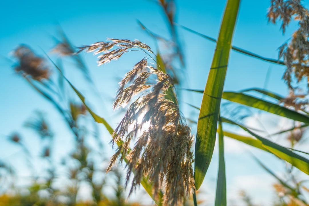 超美品　SONY FE135mmF1.8GM sel135f18gm