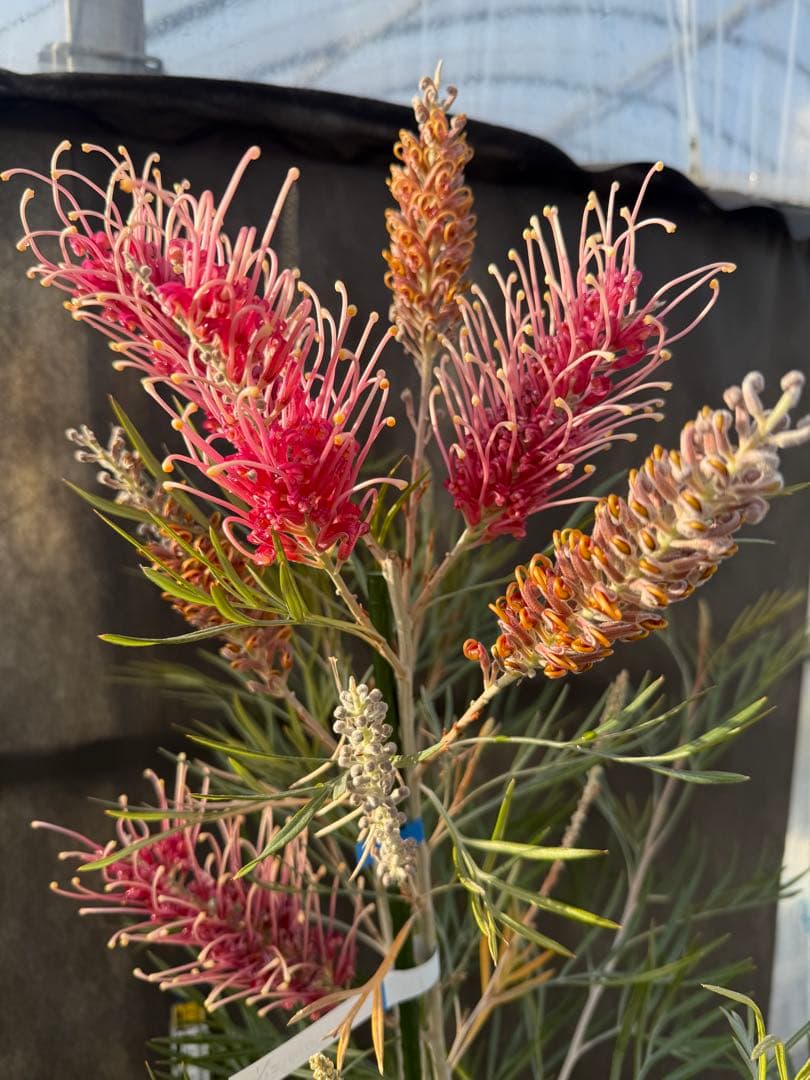 【花芽付き・大株】グレビレア ピンクサプライズ 7号鉢 高さ約180cm 希少