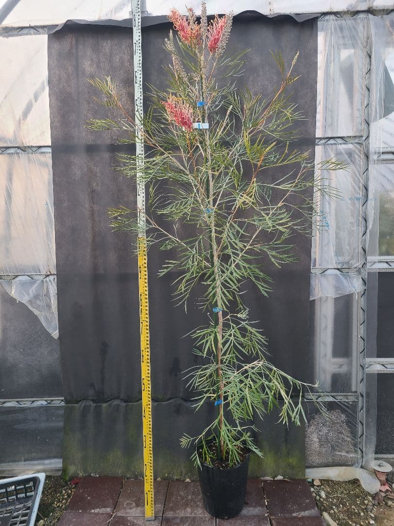【花芽付き・大株】グレビレア ピンクサプライズ 7号鉢 高さ約180cm 希少