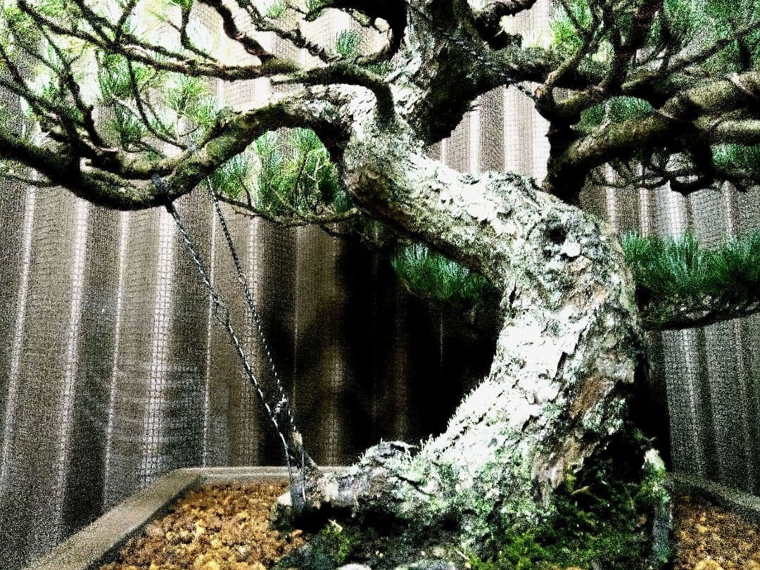 【大品 那須五葉松盆栽】 　　　ルパンヒデロウ様、専用