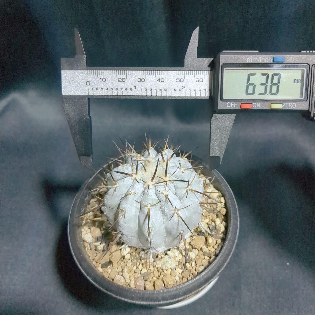 現地球　輸入株　カキコ　Copiapoa　コピアポア シネレア　黒王丸