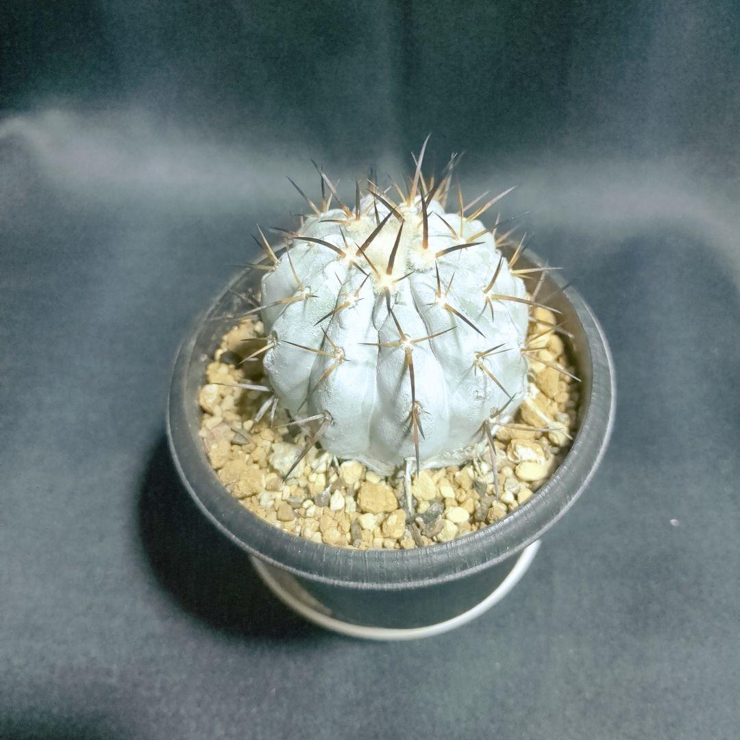 現地球　輸入株　カキコ　Copiapoa　コピアポア シネレア　黒王丸